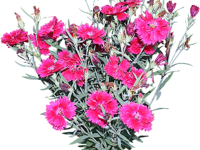 png免抠石竹 花