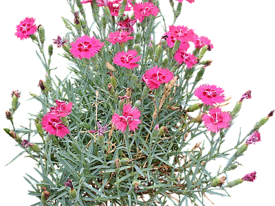 png免抠石竹 花