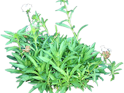 png免抠石竹 花