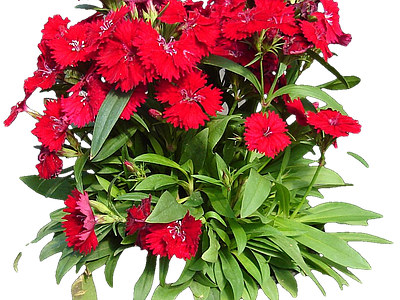 png免抠石竹 花