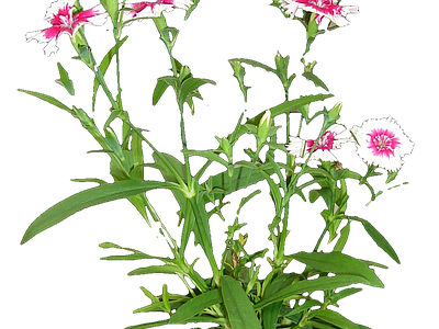 png免抠石竹 花