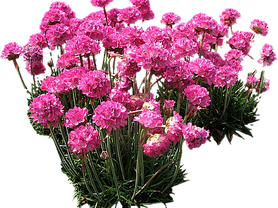 png免抠石竹 花