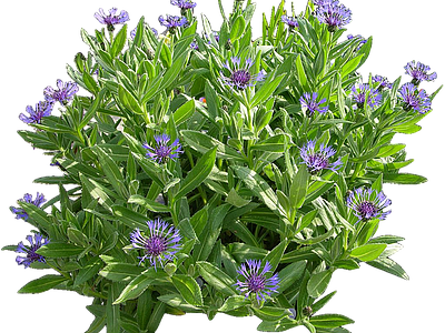 png免抠矢车菊 花