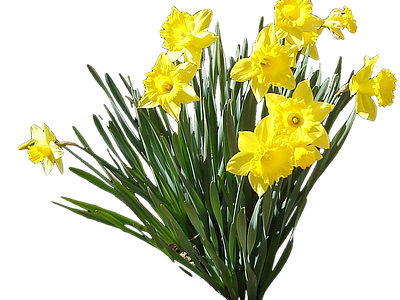 png免抠水仙 花