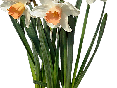 png免抠水仙 花