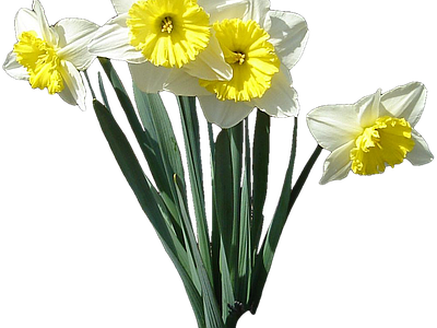 png免抠水仙 花