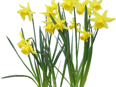 png免抠水仙 花