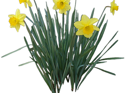 png免抠水仙 花