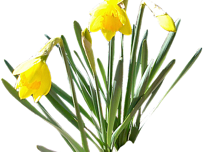 png免抠水仙 花