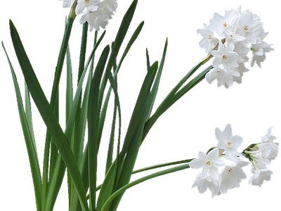 png免抠水仙 花