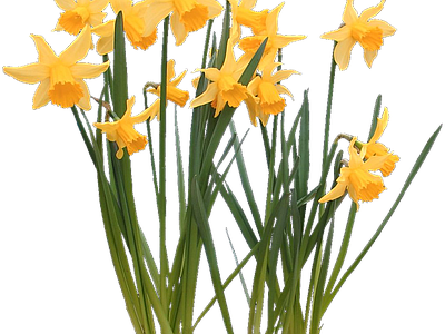 png免抠水仙 花