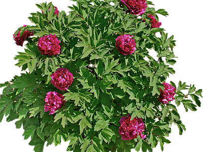 png免抠四季玫瑰 花