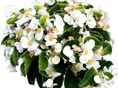 png免抠四季秋海棠 花