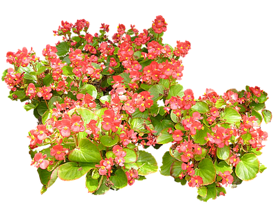 png免抠四季秋海棠 花