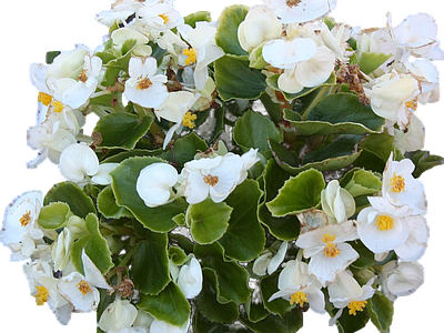 png免抠四季秋海棠 花