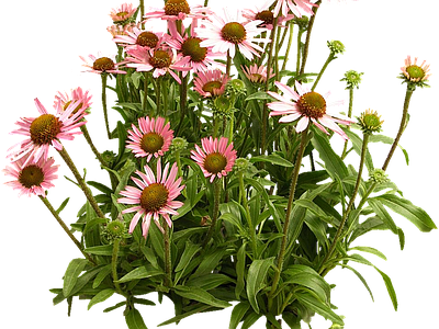 png免抠松果菊 花