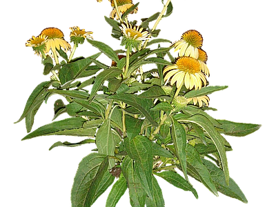 png免抠松果菊 花