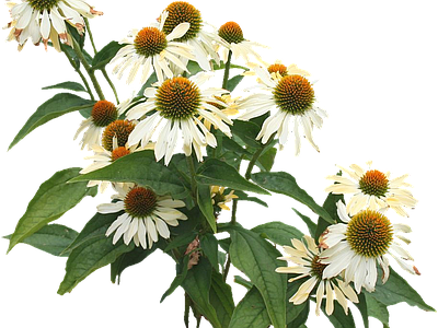 png免抠松果菊 花