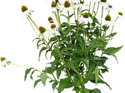 png免抠松果菊 花