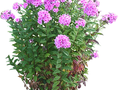 png免抠宿根福禄考 花