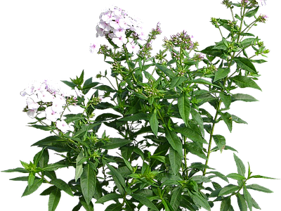 png免抠宿根福禄考 花