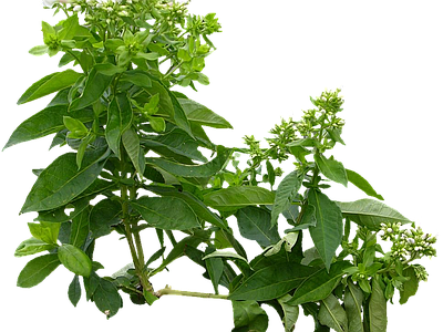 png免抠宿根福禄考 花