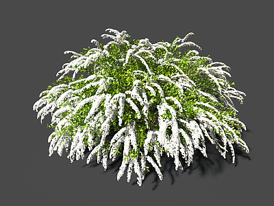 喷雪花 绣线菊 雪柳 庭院 菱叶绣线菊