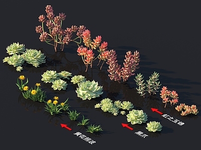 黑爪 虹之玉锦 黄花照波 花草系列 植物树