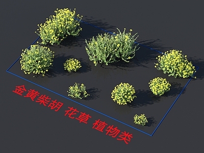 金黄柴胡 花草 植物类