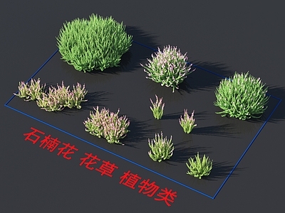 石楠花 花草 植物类