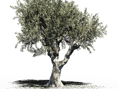 olivetree现代橄榄树 树 大树