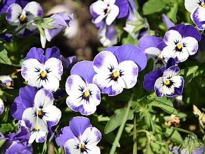 三色堇 蝴蝶花 鬼脸花 角堇