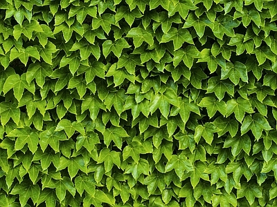 爬山虎绿植墙面