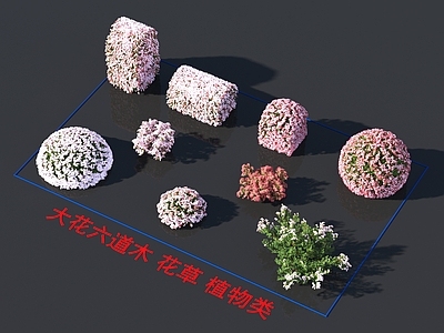 大花六道木 花草 植物类