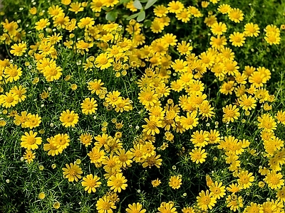 黄色雏菊 小雏菊 黄金菊 花
