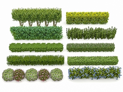 绿篱 方形灌木 植物隔离 绿化带 灌木球 灌木球 花草花卉 绿篱墙灌木丛