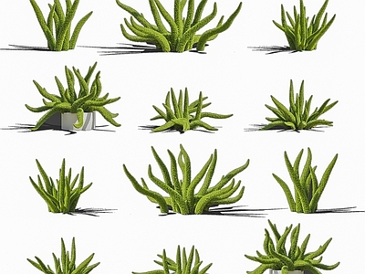 花草组合