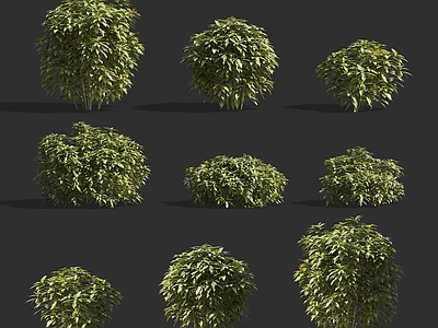 现代花叶青木樱桃樱花桃叶灌木植物组合 灌木绿篱植物 桃叶珊瑚属灌木绿篱