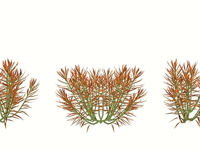 灌木地被 多肉 珊瑚 花草
