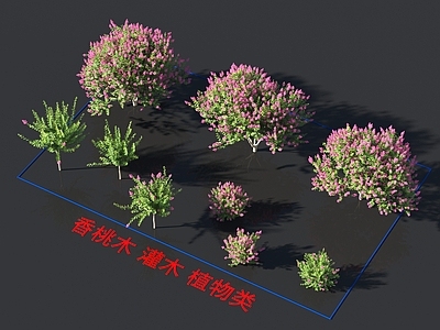 香桃木 灌木 植物类