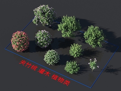 夹竹桃 灌木 植物类