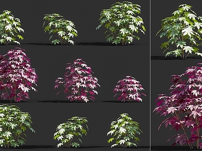 蓖麻草本灌木植物 蓖麻中草药灌木植物 庭院花园道路绿化植物灌木