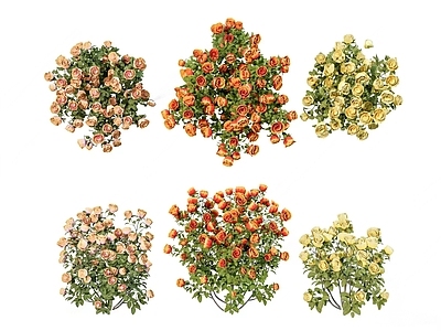 月季 植物组合 花草花卉 鲜花
