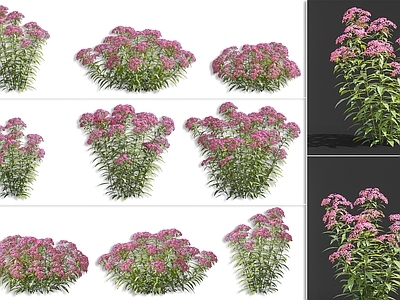 现代粉花绣线菊蔷薇灌木植物组合 绣球花蚂蟥梢火烧尖日本绣线菊灌木植物组合