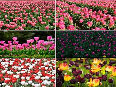 郁金香花海