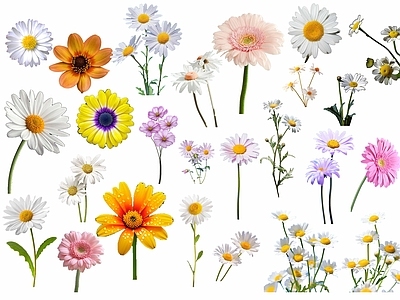 免扣小雏菊花