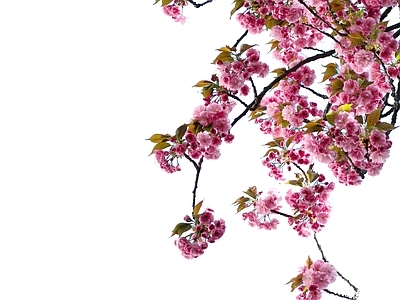 樱花免扣素材