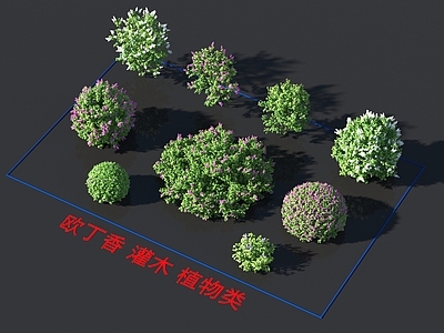 欧丁香 灌木 植物类
