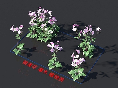 银莲花 灌木 植物类