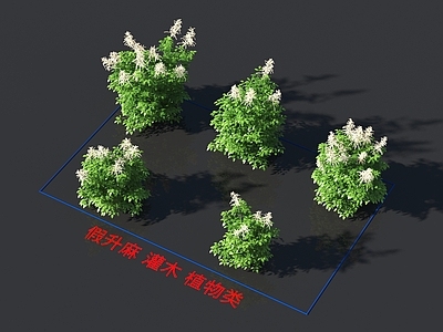 假升麻 灌木 植物类